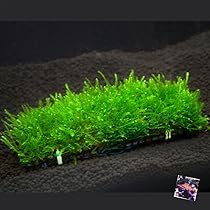 61gIfqCzq+L._AC_UL210_SR210,